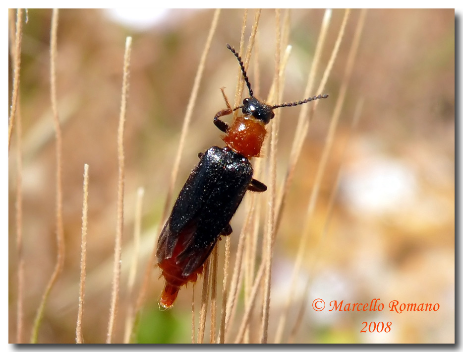 Malacogaster passerinii (Drilidae)